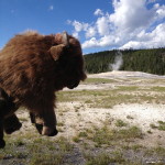 Oh no! There are bison at the geyser.