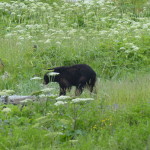 Bear in Stewart, BC